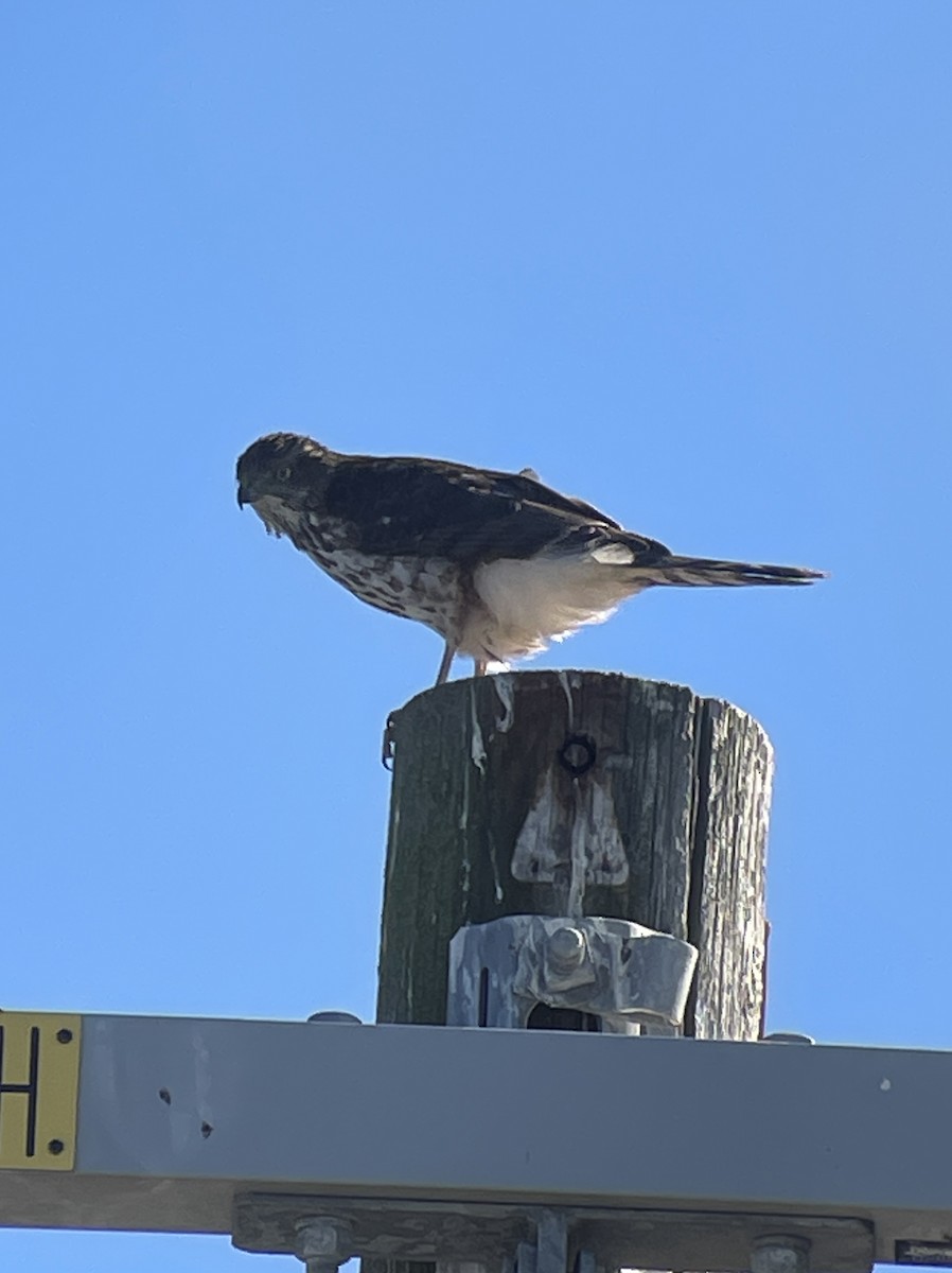 Куперов ястреб - ML646775273