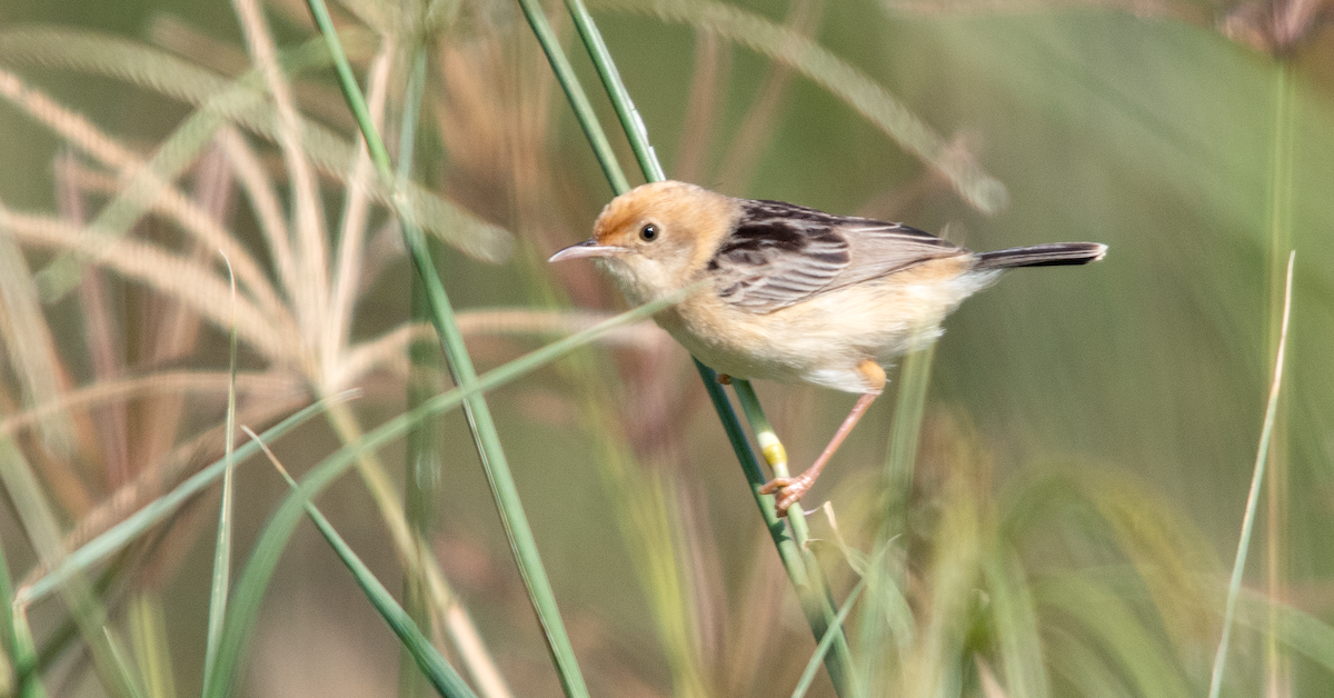 Golden-headed Cisticola - ML646775274