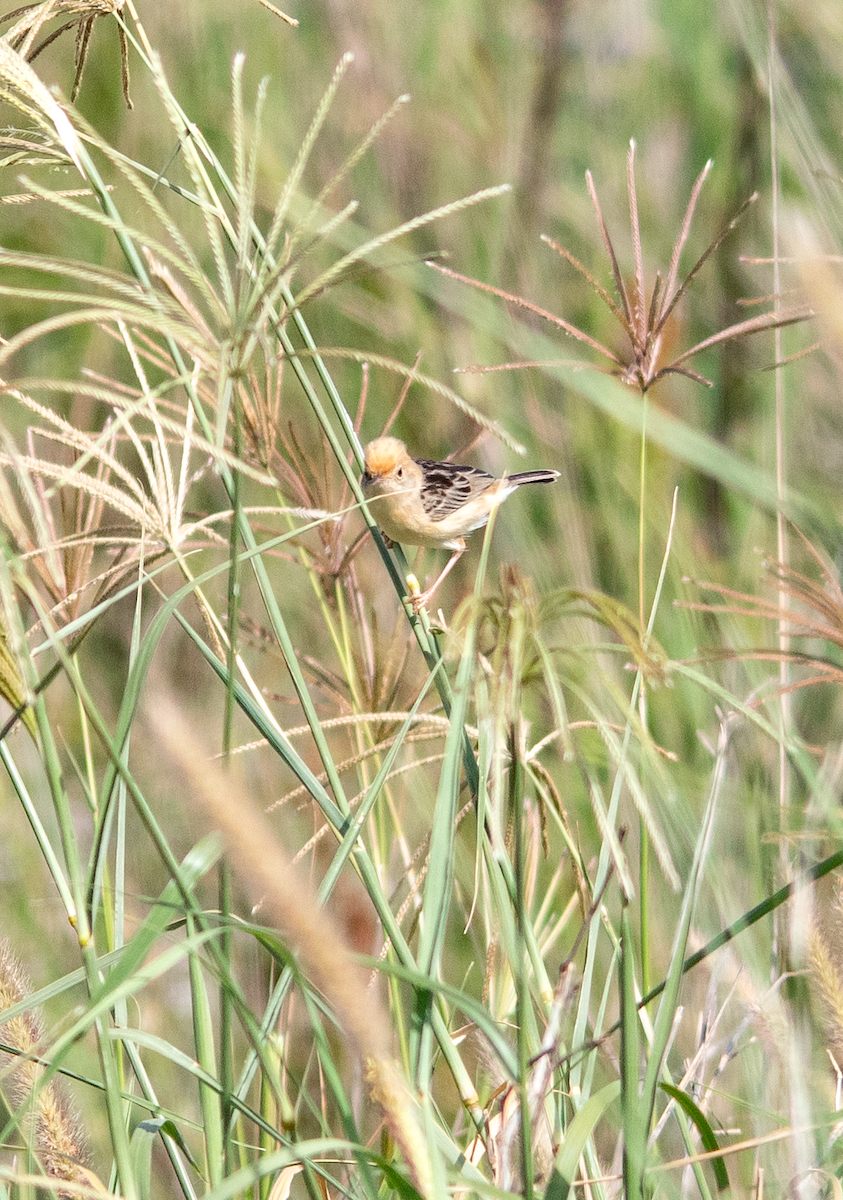Golden-headed Cisticola - ML646775275
