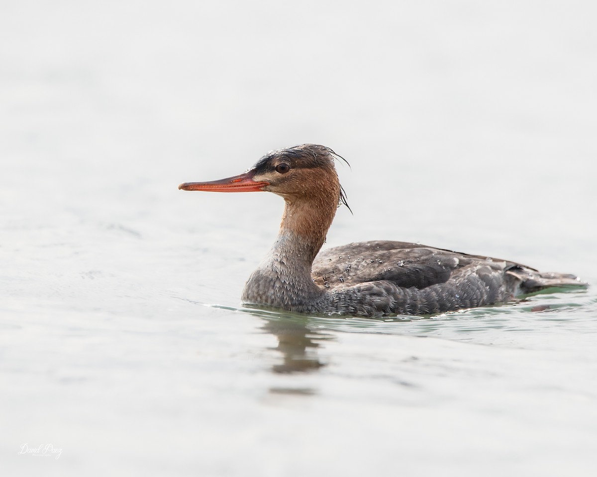 Длинноносый крохаль - ML646775276