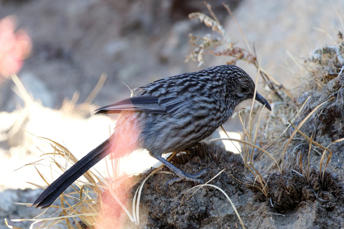 Giant Babax - ML646775278