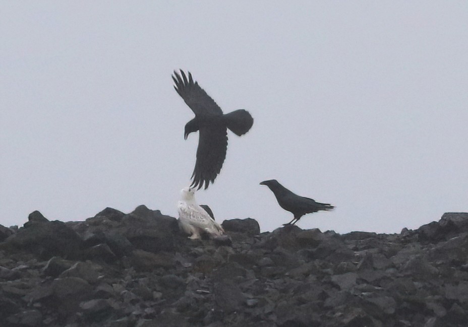 Snowy Owl - ML646775279
