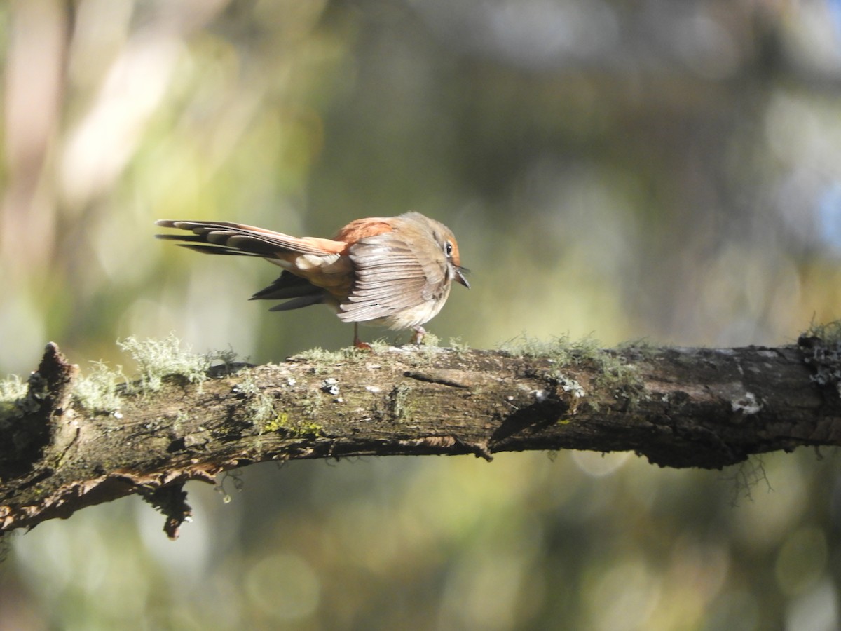 Australian Rufous Fantail - ML646775280