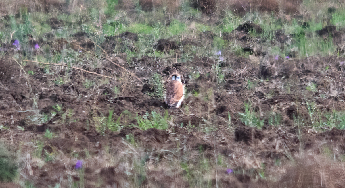 Nankeen Kestrel - ML646775281
