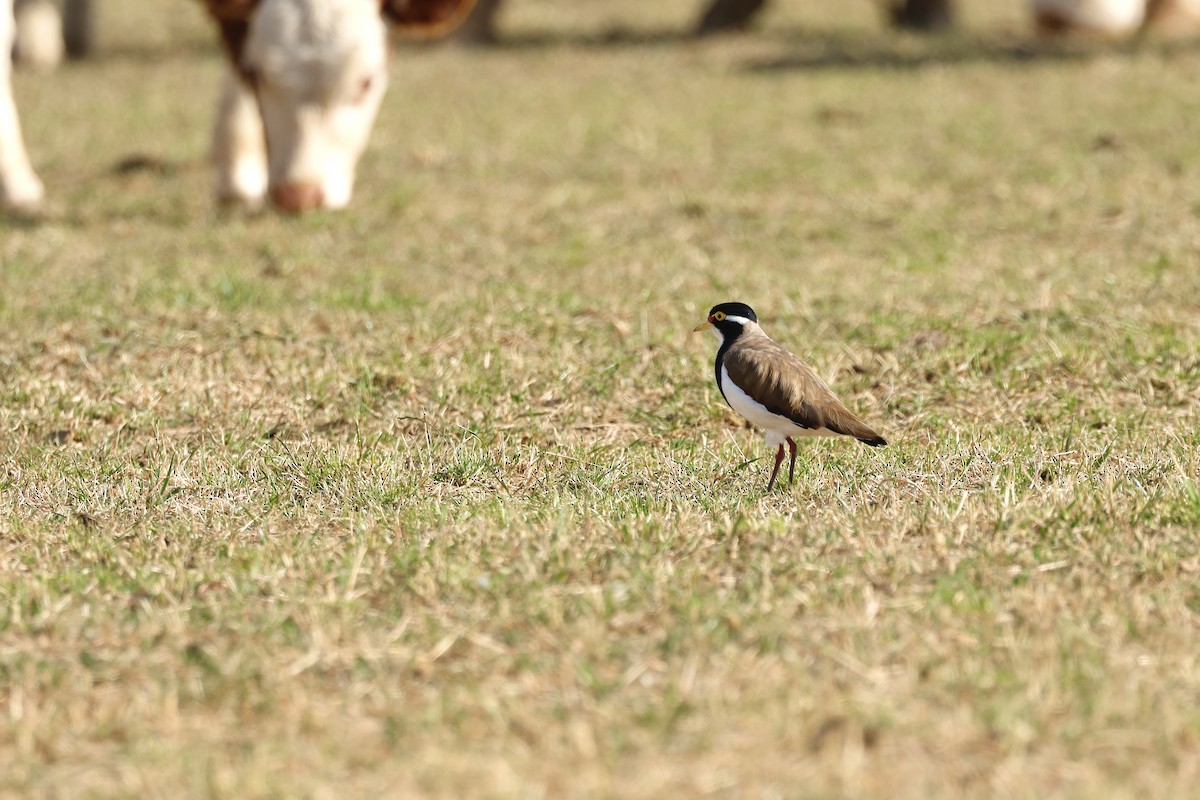 Banded Lapwing - ML646775282