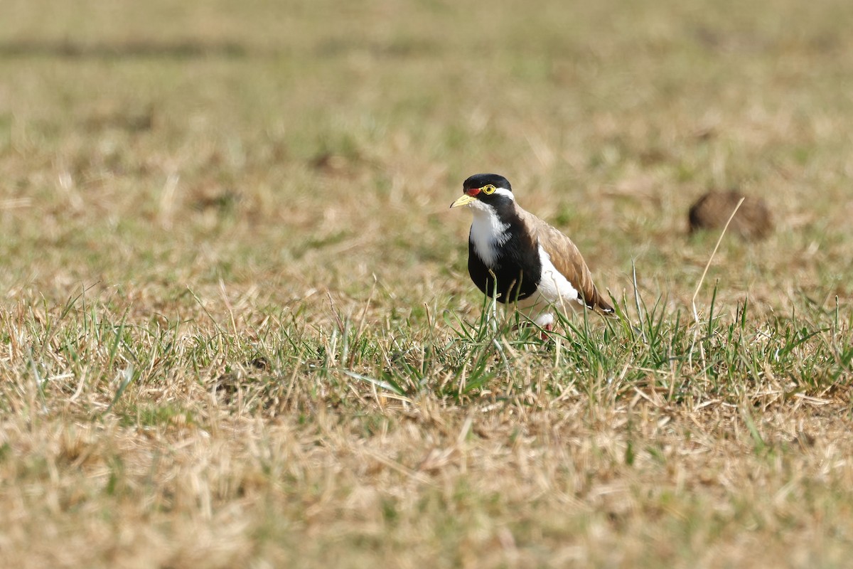 Banded Lapwing - ML646775283