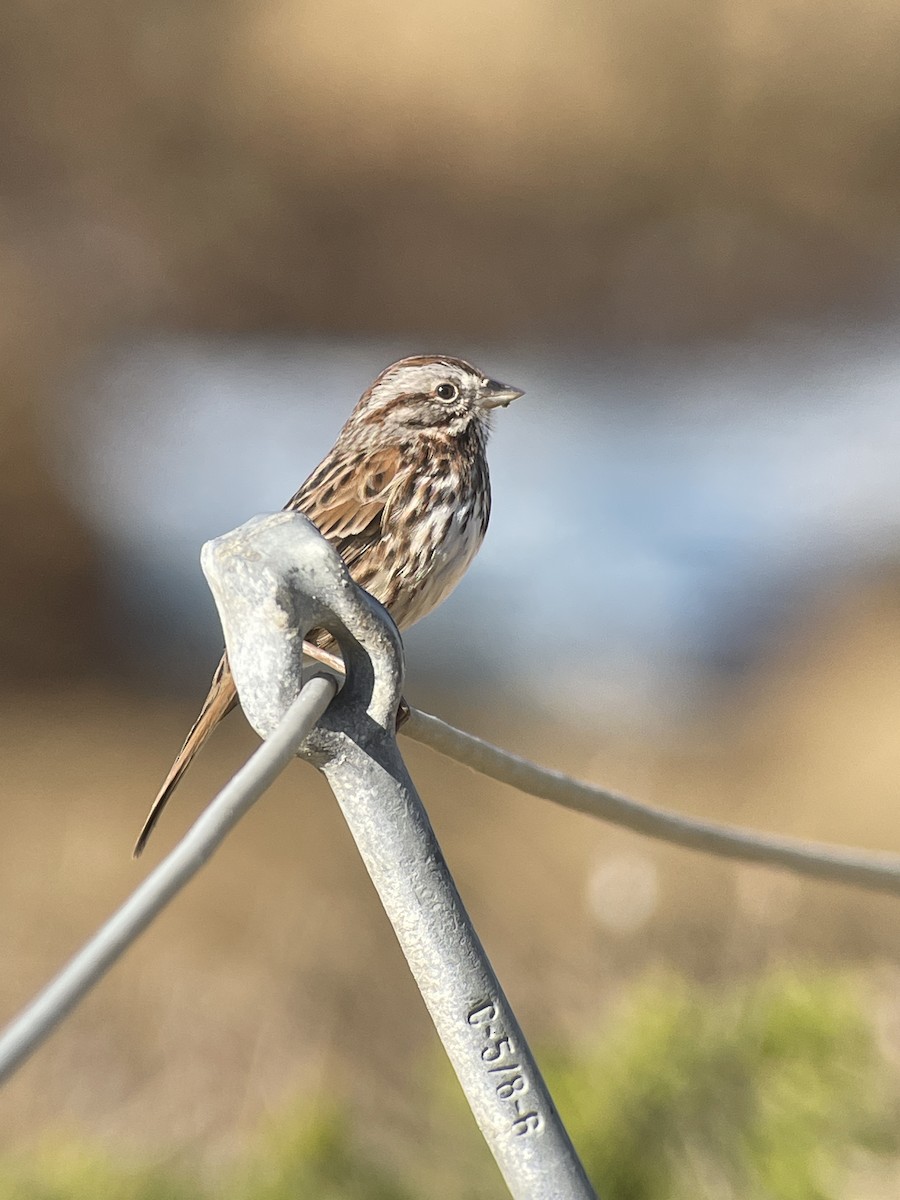 Song Sparrow - ML646775284
