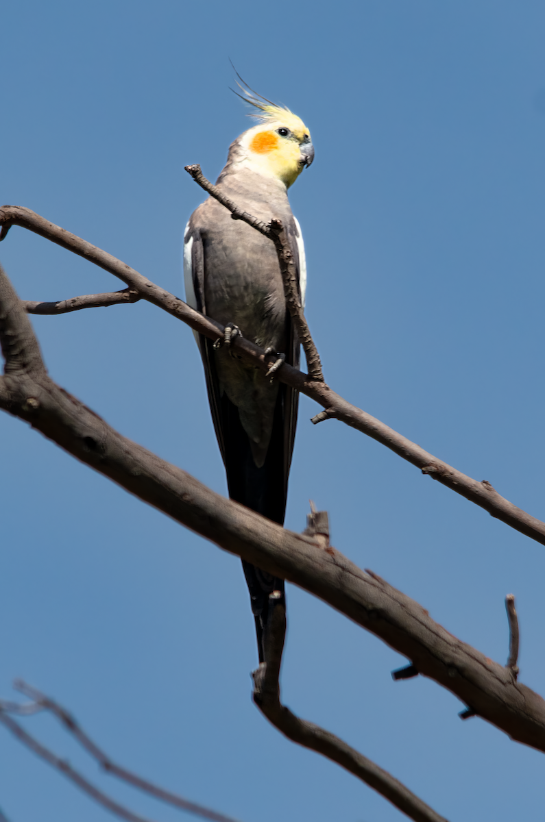 קוקטיל - ML646775285