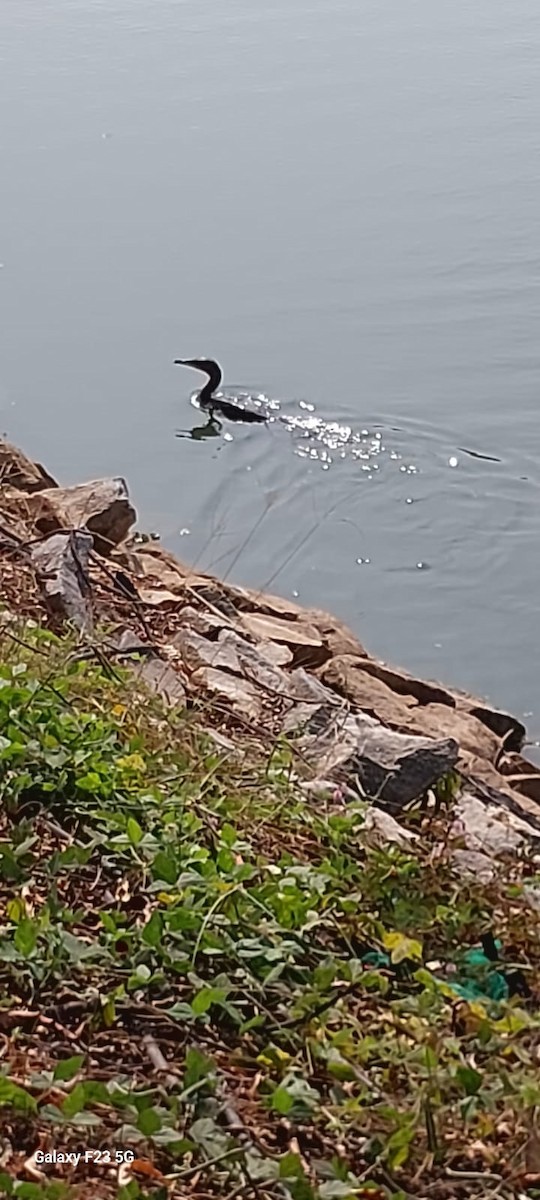 Ubarroi handia - ML646775286