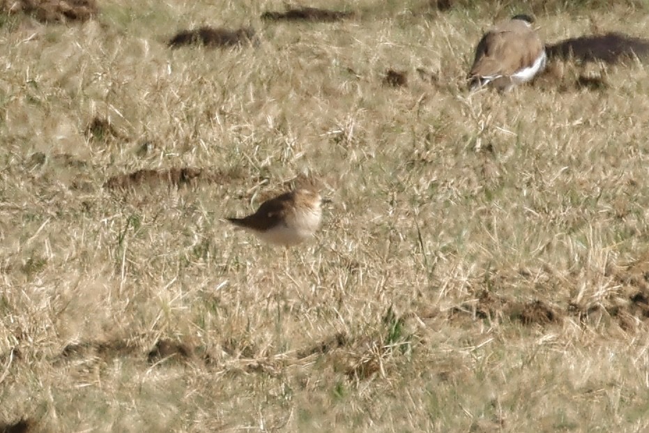 Oriental Plover - ML646775287