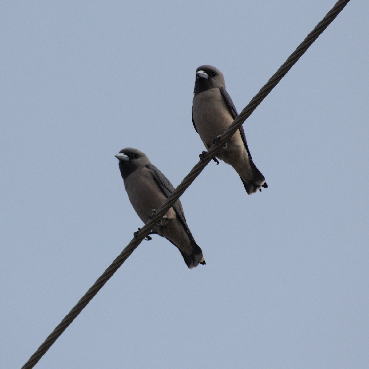 Ashy Woodswallow - ML646775291