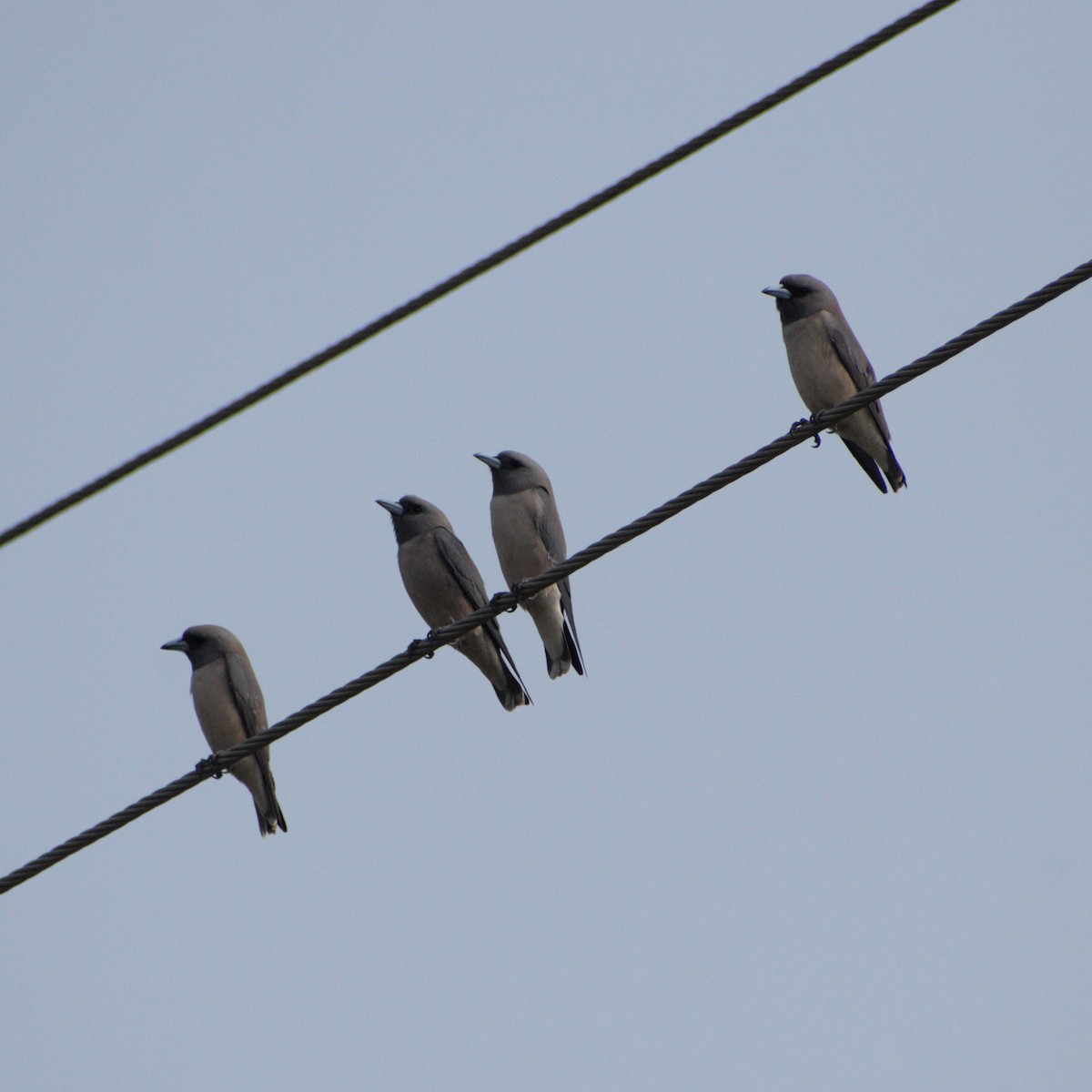 Ashy Woodswallow - ML646775292