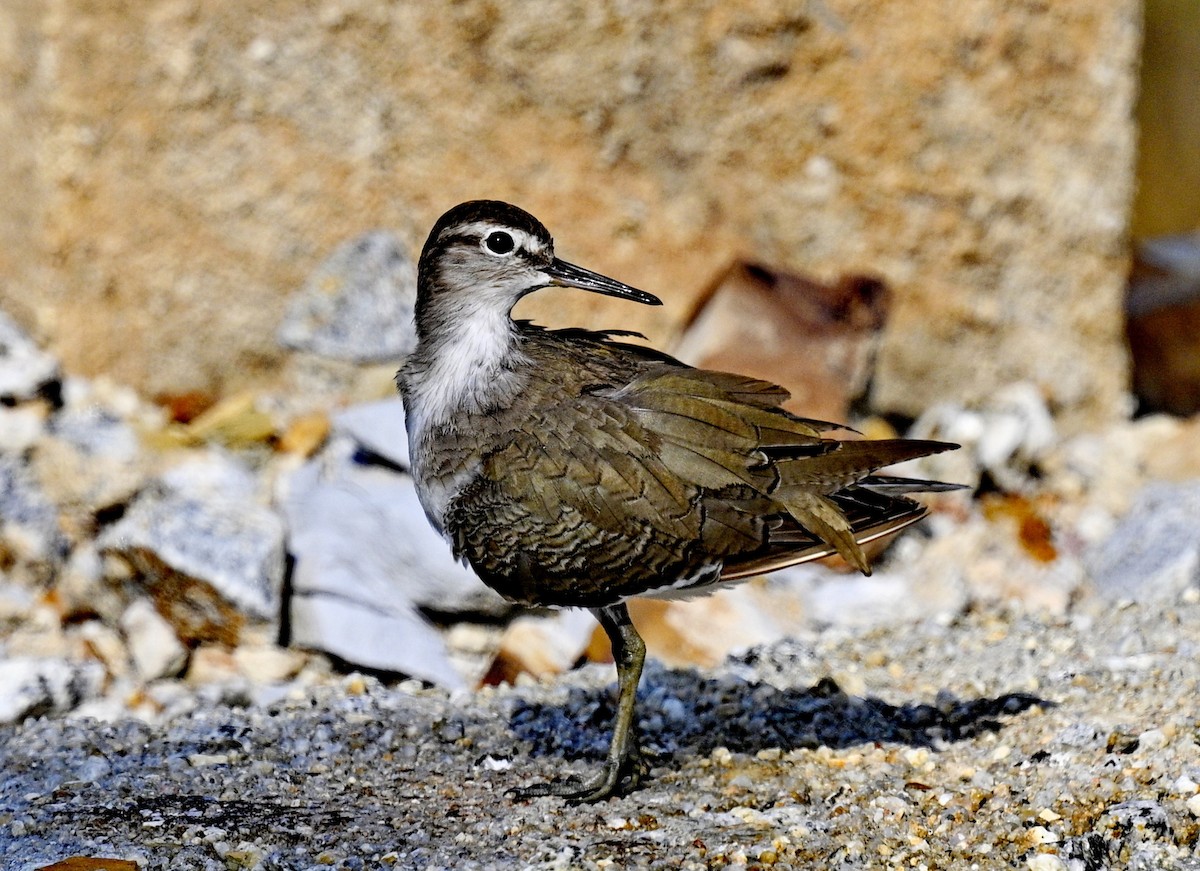 Dere Düdükçünü - ML646775293