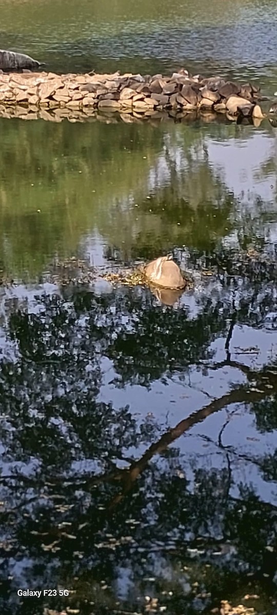 Buztanikara horia - ML646775299