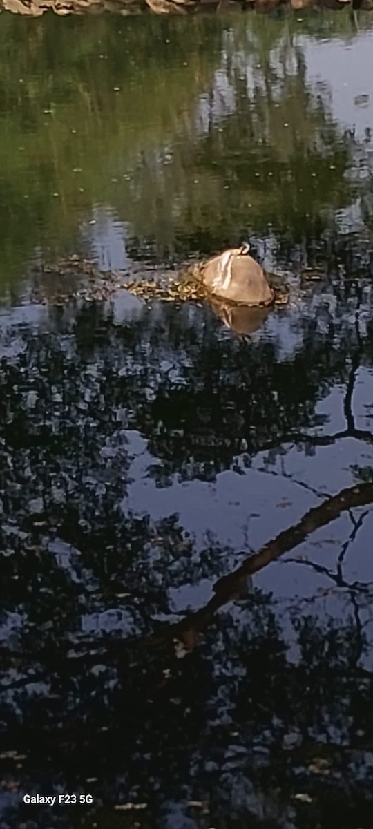 Buztanikara horia - ML646775300