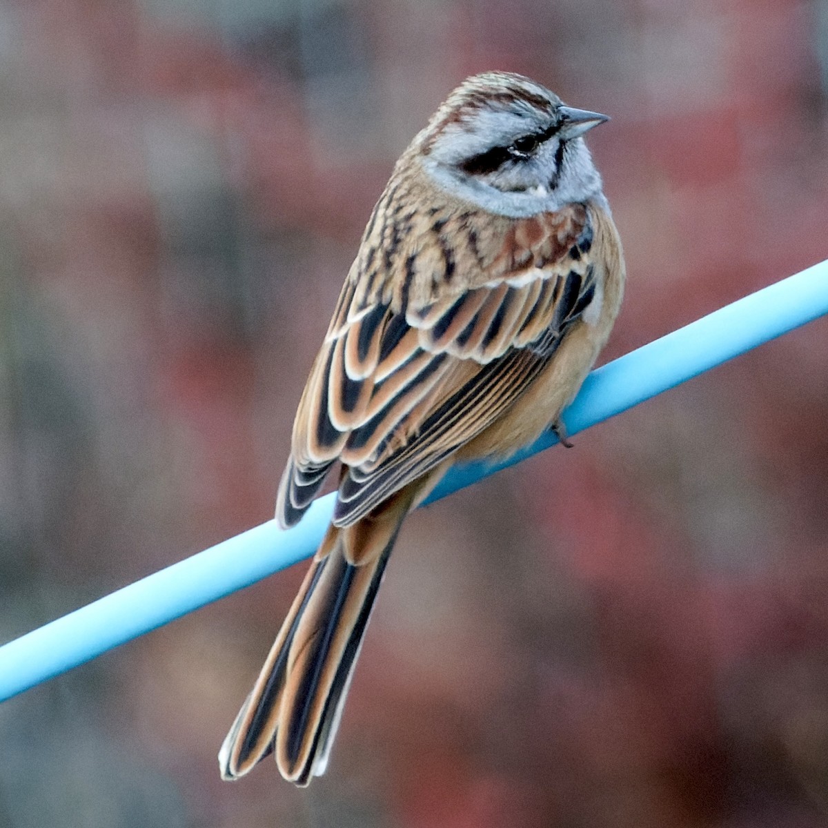 Godlewski's Bunting - ML646775304