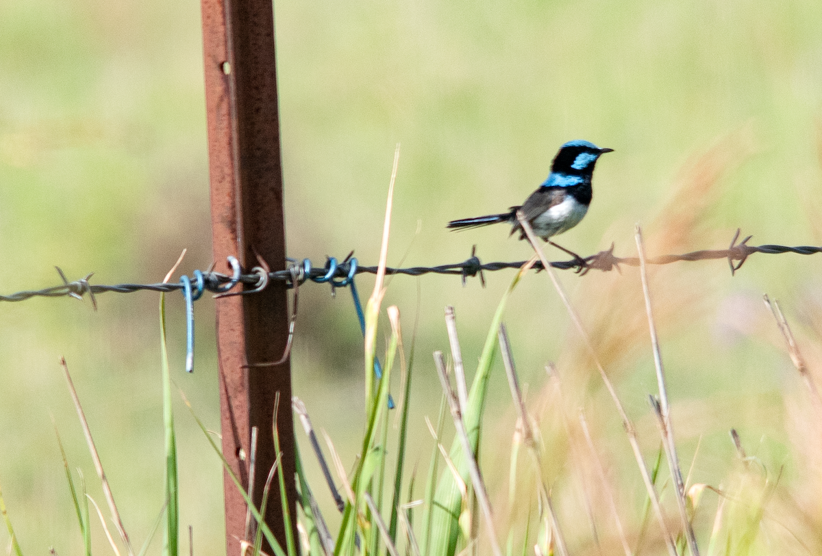 Superb Fairywren - ML646775305