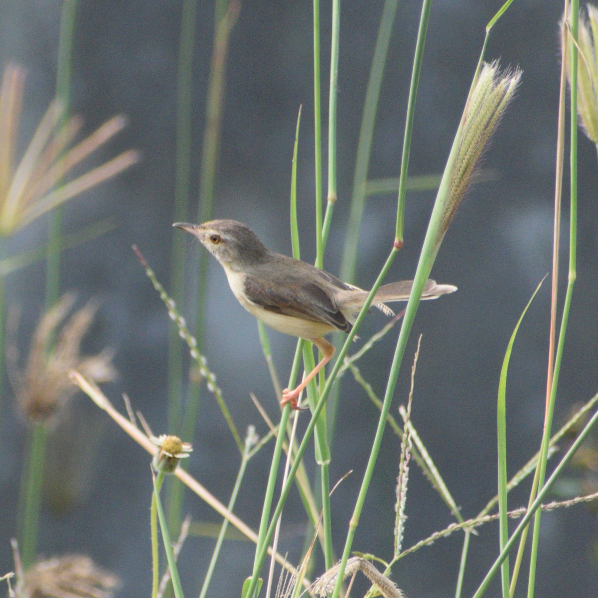 Plain Prinia - ML646775309