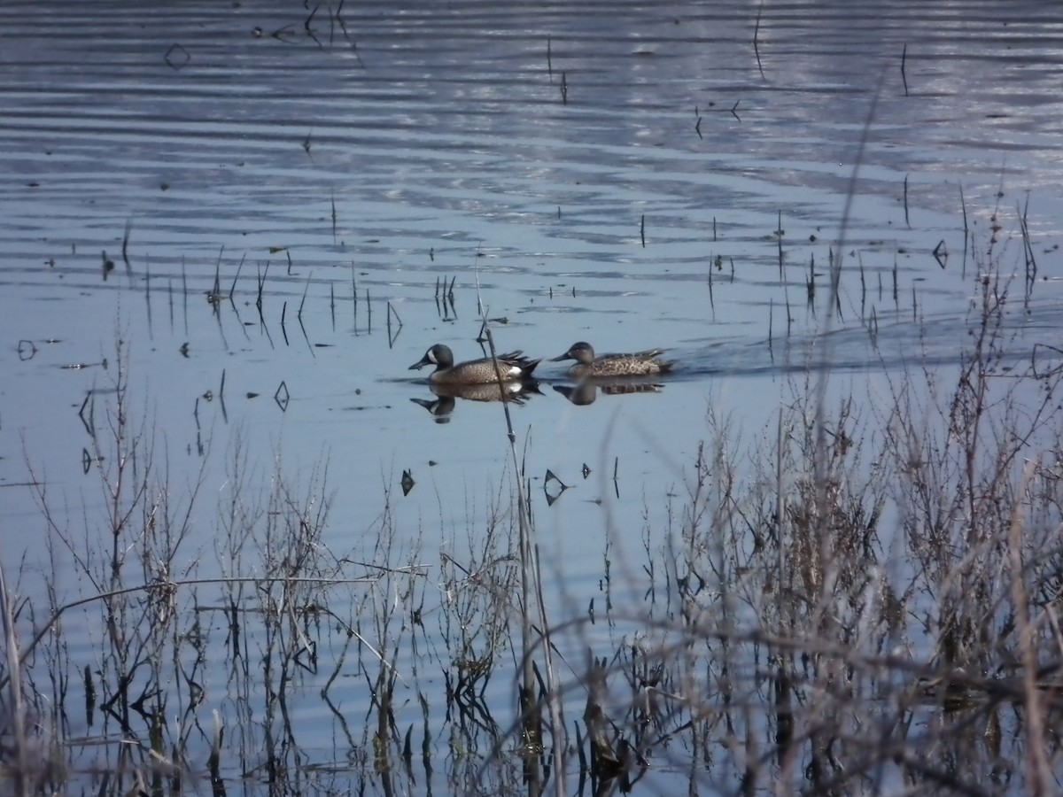 Blue-winged Teal - ML64677531