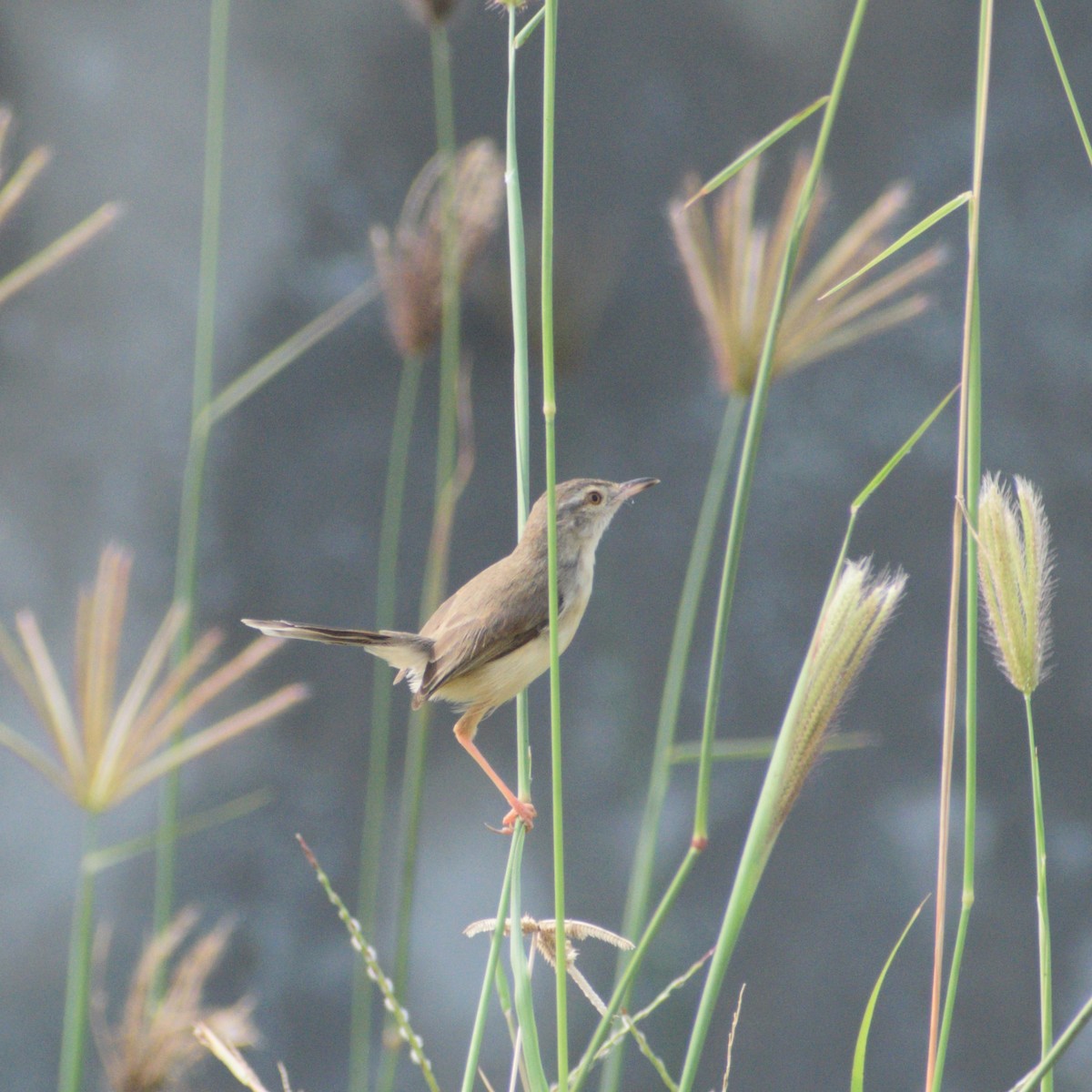 Plain Prinia - ML646775310
