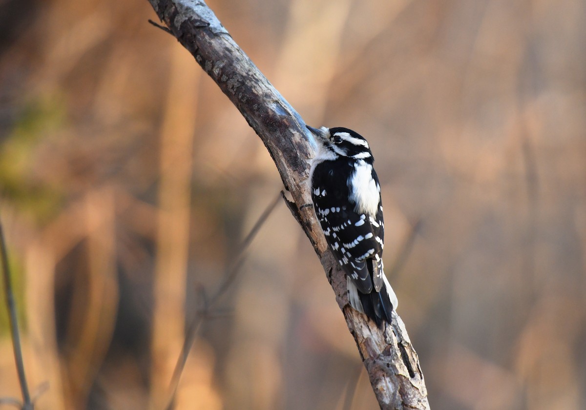Дятел пухнастий - ML646775313