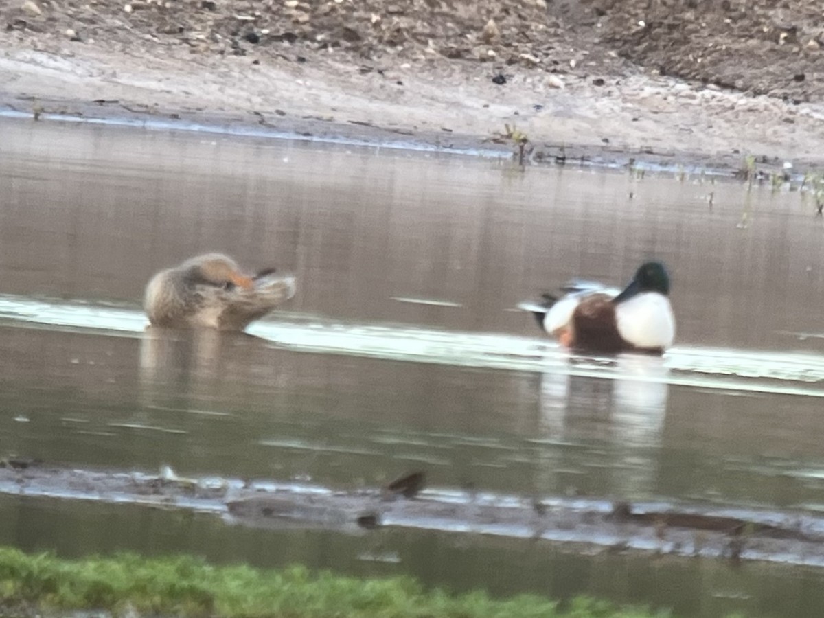 Широконіска північна - ML646775315