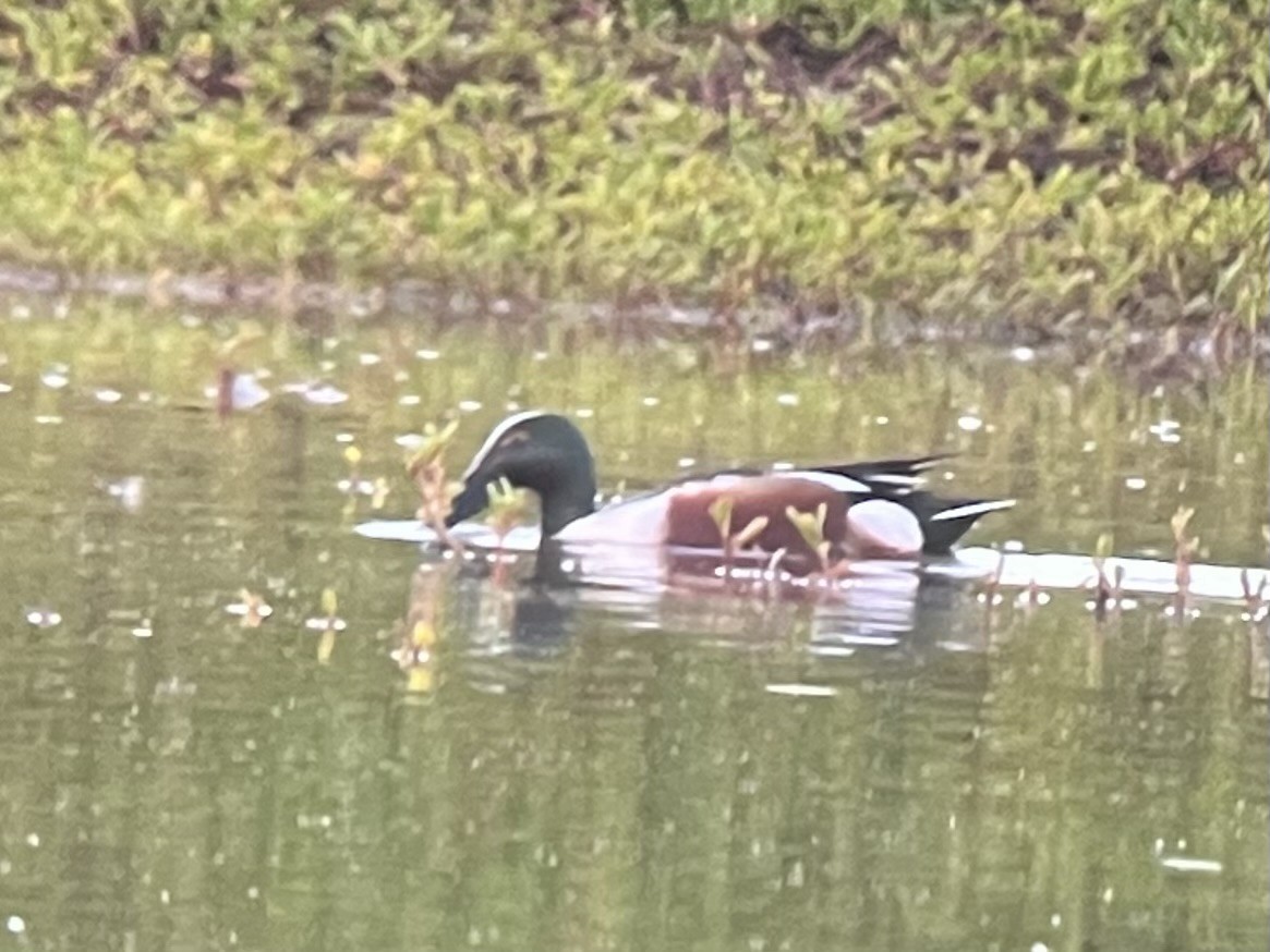 Широконіска північна - ML646775316