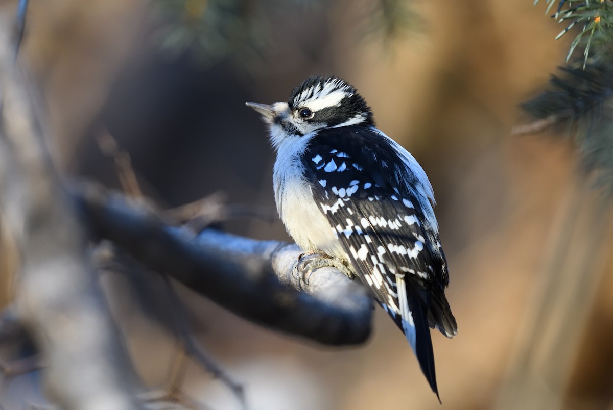 Дятел пухнастий - ML646775317