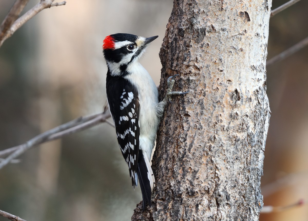 Pico Pubescente - ML646775318