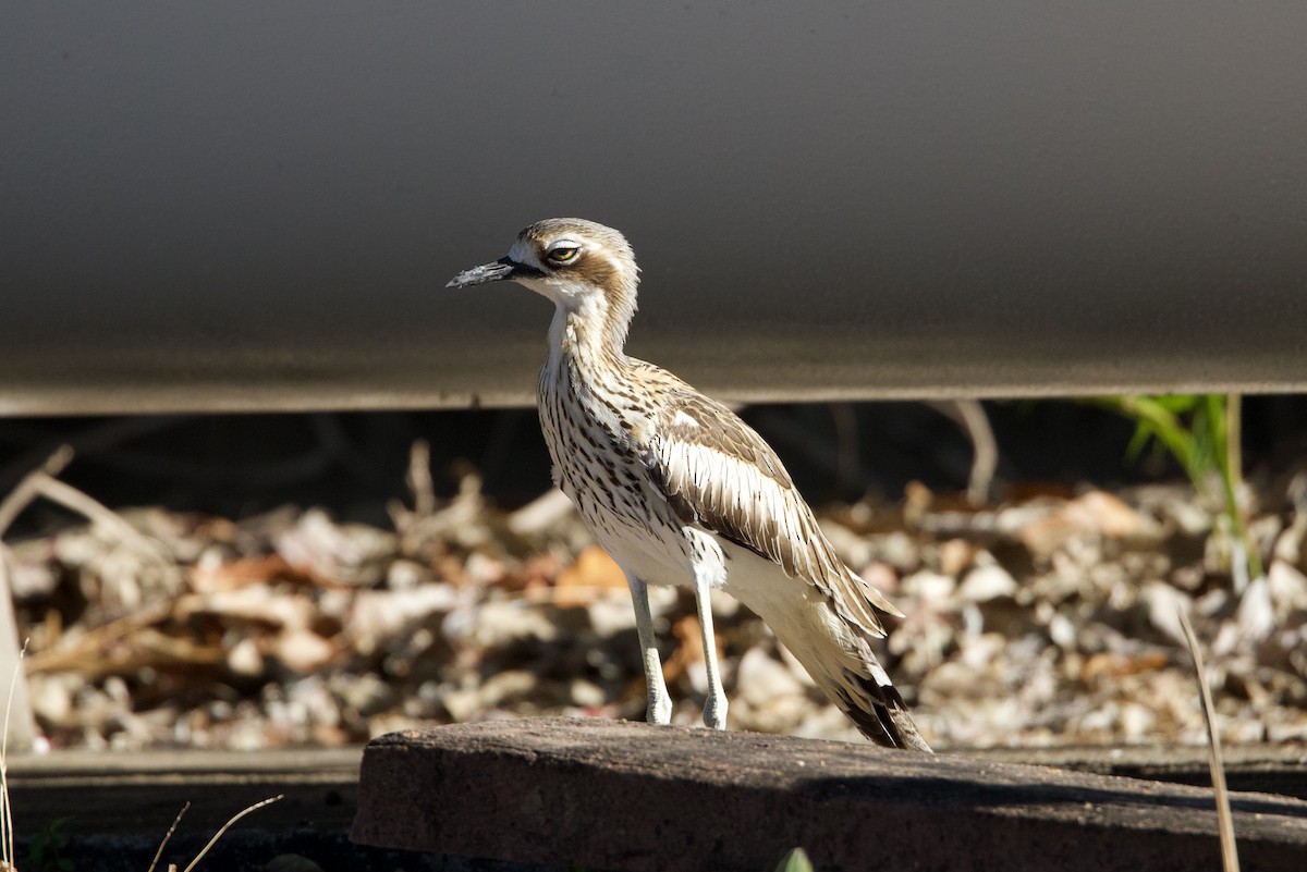 Uzun Kuyruklu Kocagöz - ML646775323