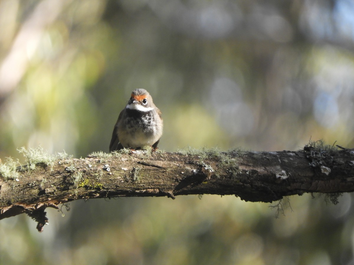 Australian Rufous Fantail - ML646775329