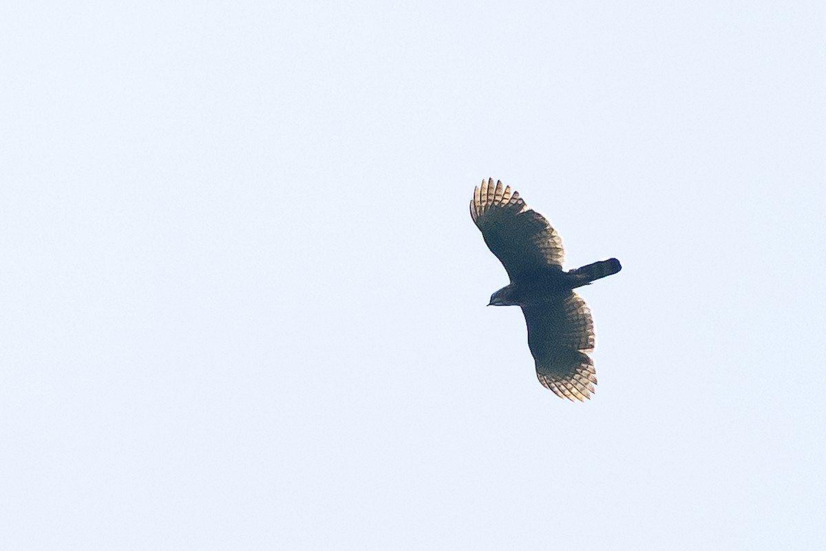 Sulawesi Honey-buzzard - ML646775330