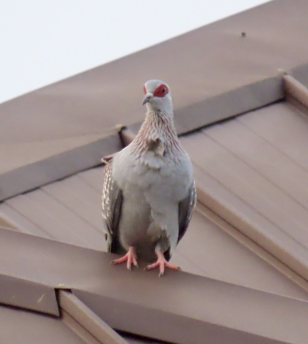 Paloma de Guinea - ML646775332