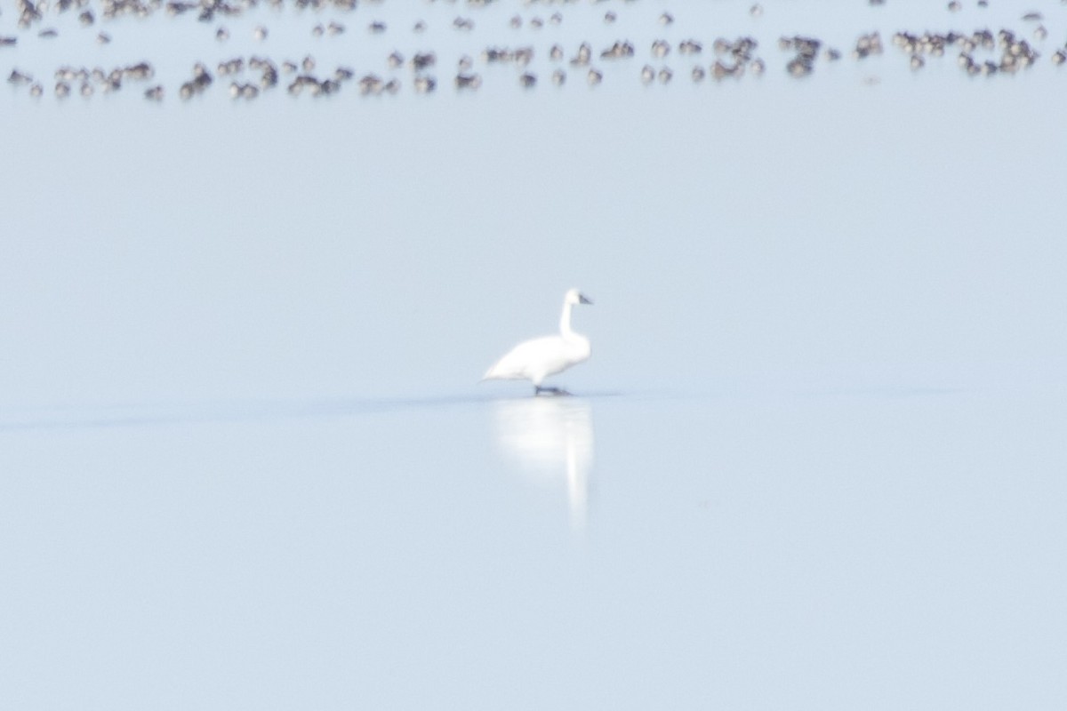 labuť malá - ML646775334