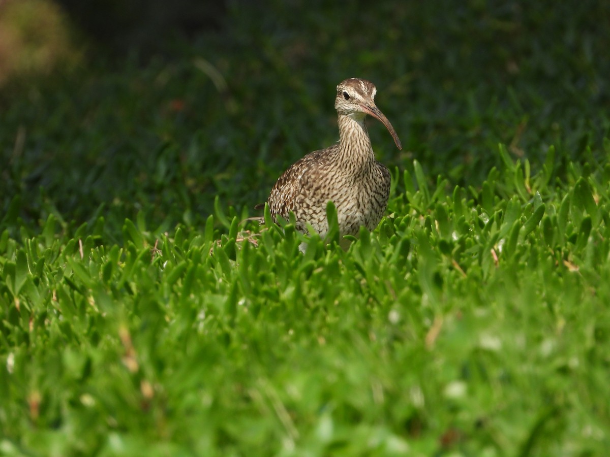 Regenbrachvogel - ML646775338