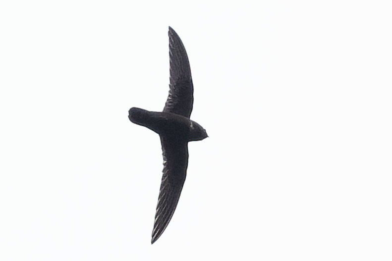 Rothschild's Swift - ML646775339