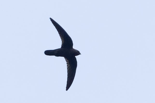 Rothschild's Swift - ML646775340