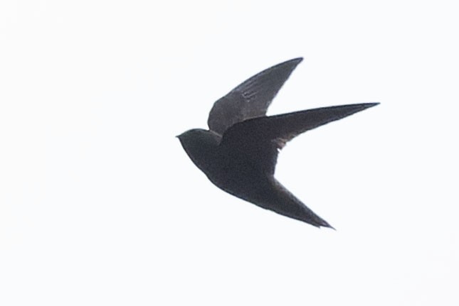 Rothschild's Swift - ML646775341