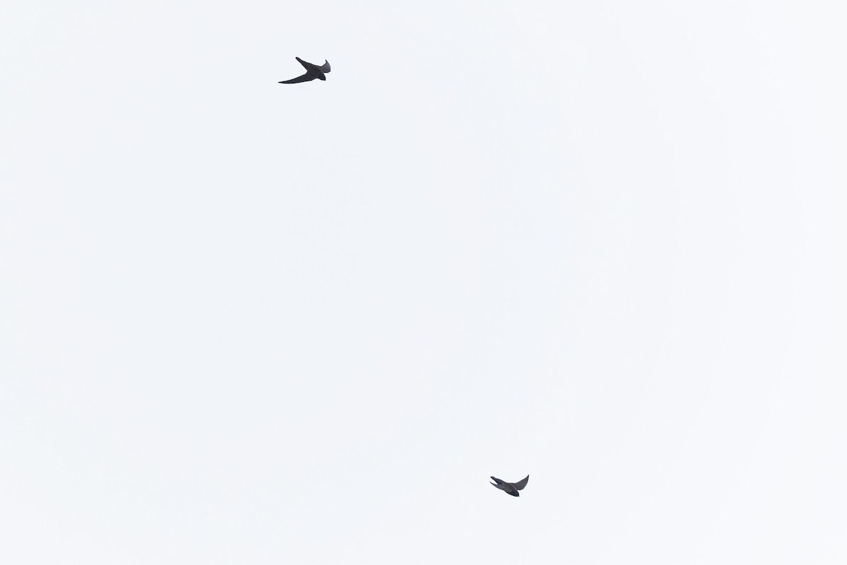 Свіфт аргентинський - ML646775342