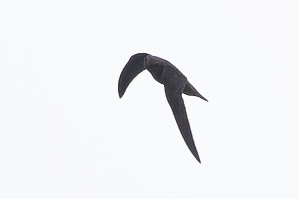 Rothschild's Swift - ML646775343