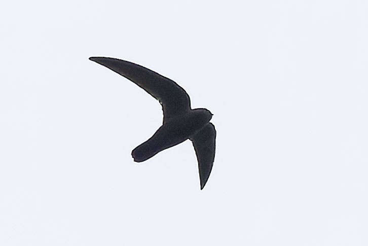Rothschild's Swift - ML646775344