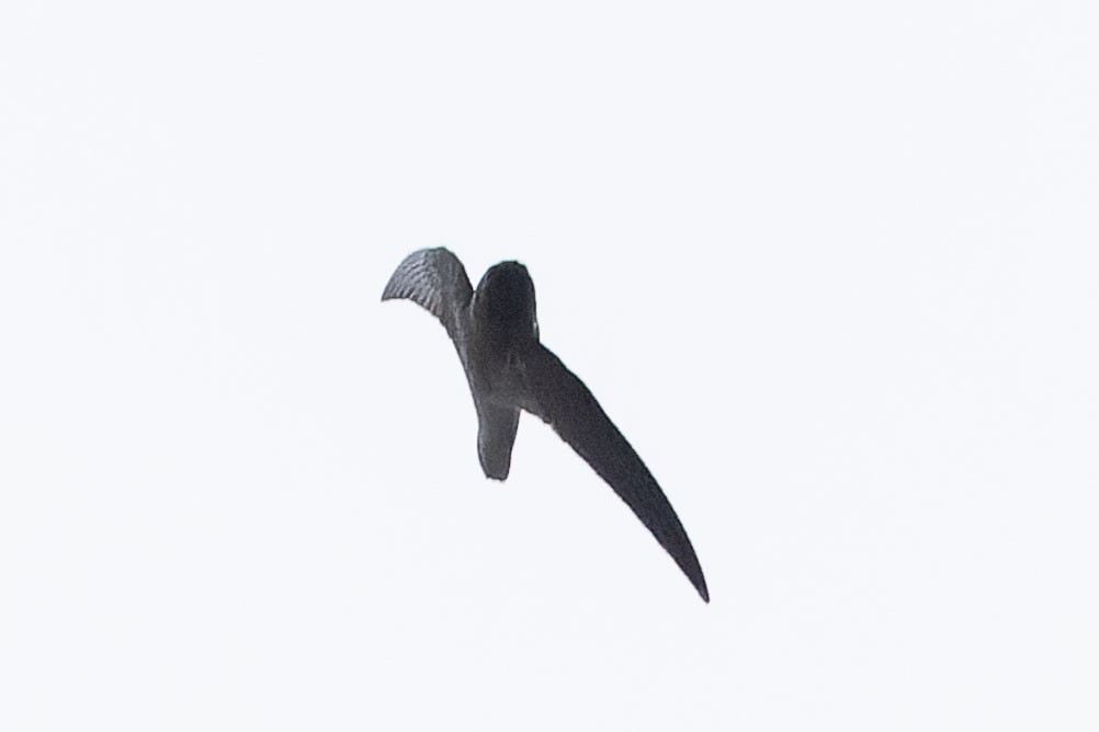 Rothschild's Swift - ML646775345
