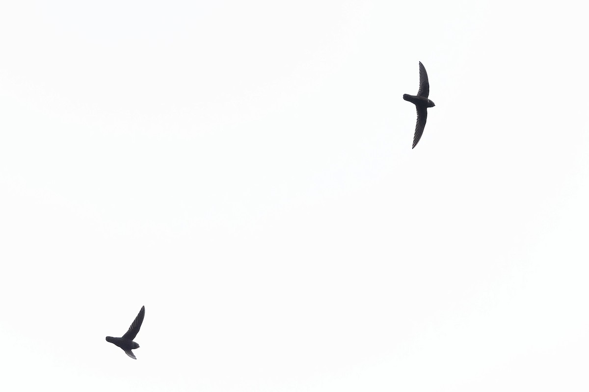 Rothschild's Swift - ML646775346