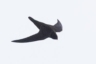 Свіфт аргентинський - ML646775347