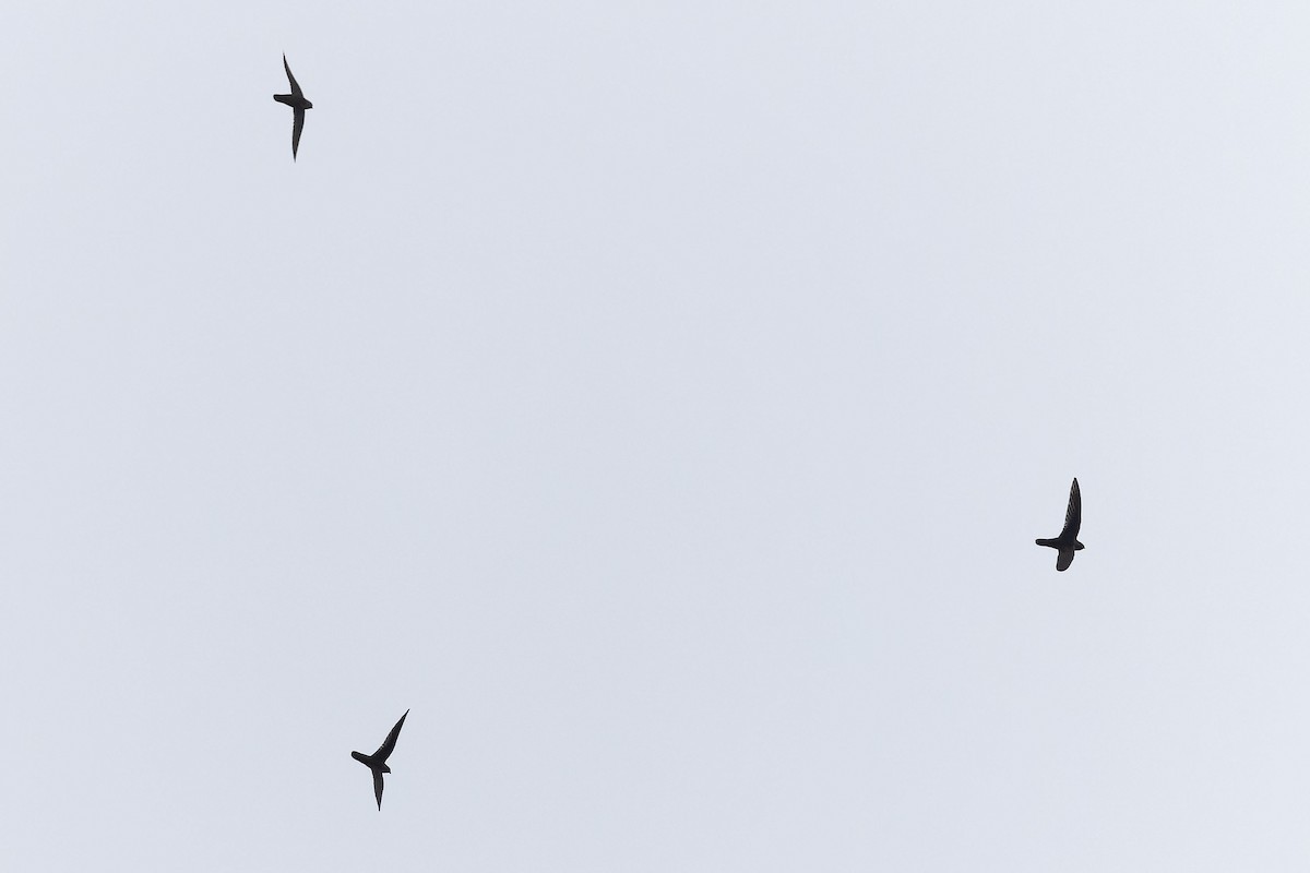 Rothschild's Swift - ML646775348