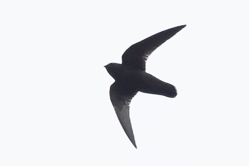 Rothschild's Swift - ML646775349