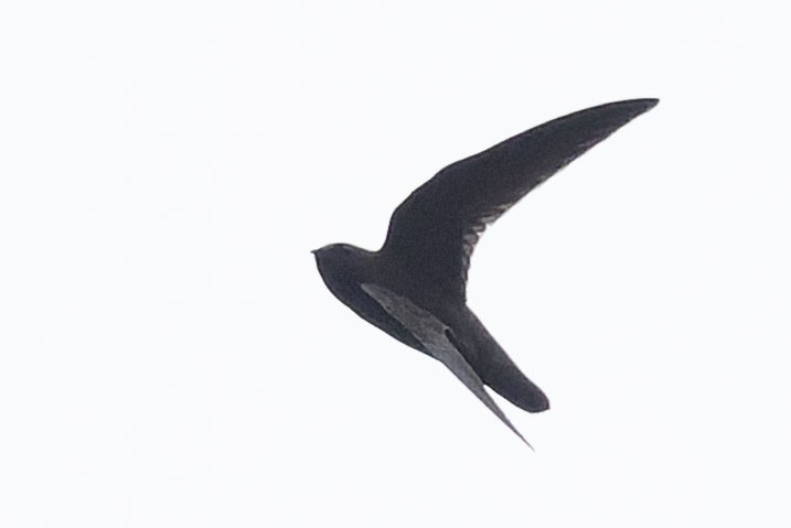 Свіфт аргентинський - ML646775350