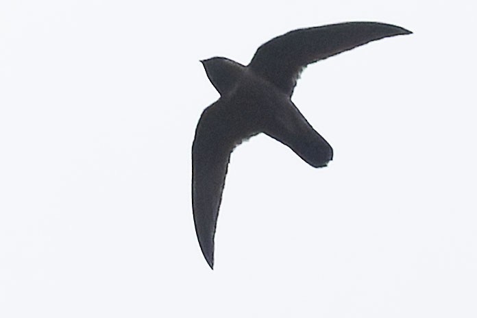 Свіфт аргентинський - ML646775351