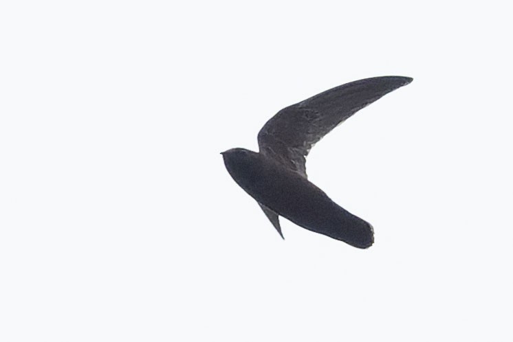 Свіфт аргентинський - ML646775352