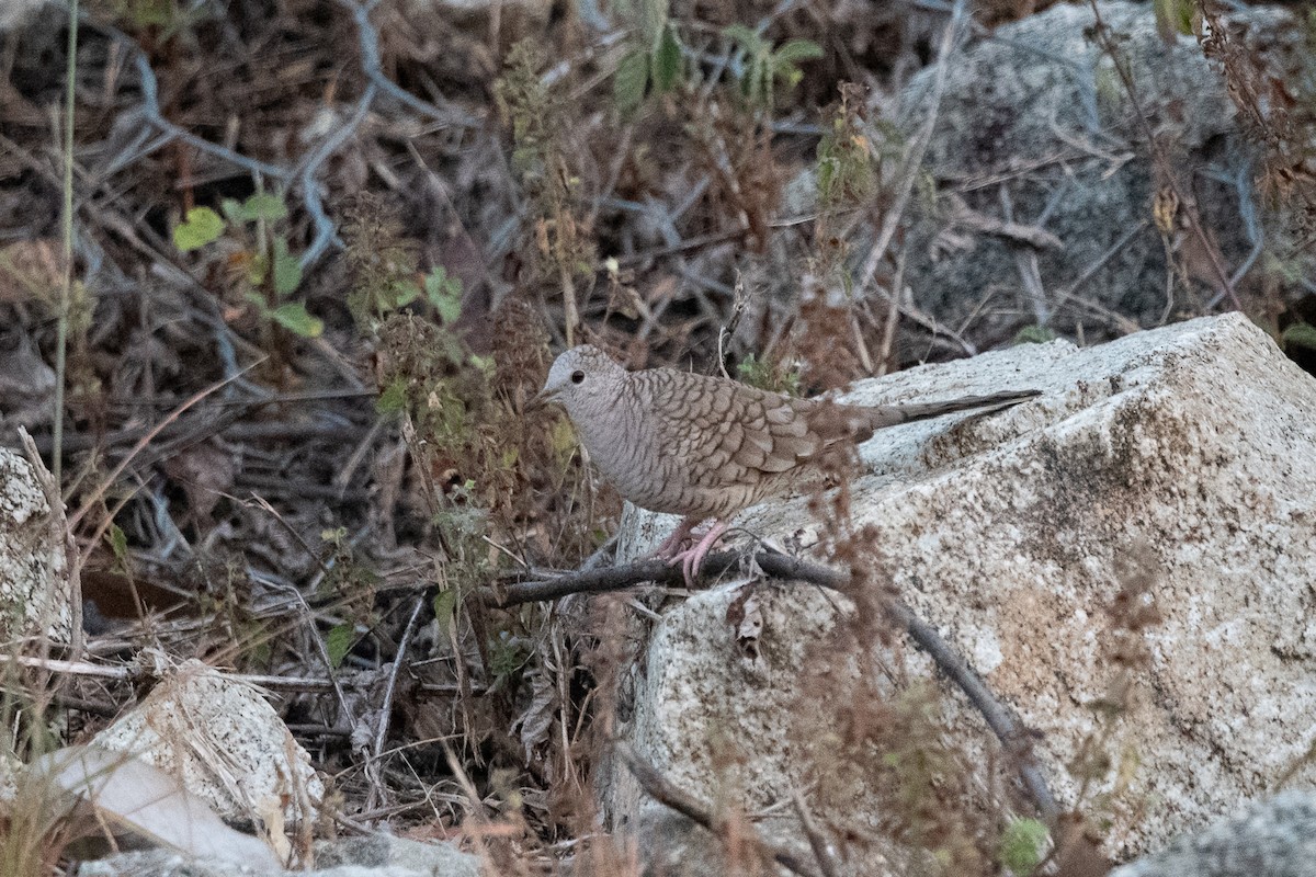 Горличка-інка мексиканська - ML646775355